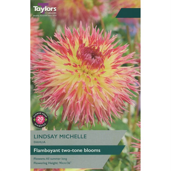 Taylors Bulbs Dahlia Lindsay Michelle (Single Pack) (TS417)