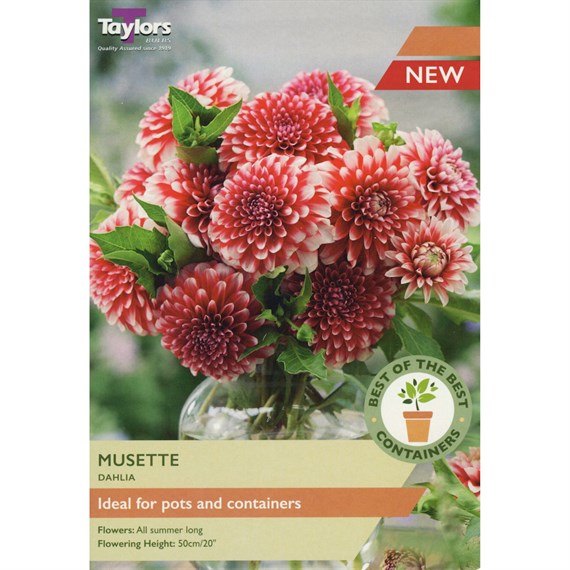 Taylors Bulbs Dahlia Musette (2 Pack) (SBOB18)