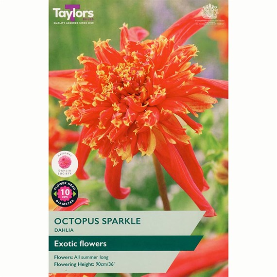 Taylors Bulbs Dahlia Octopus Sparkle (Single Pack) (TS468)