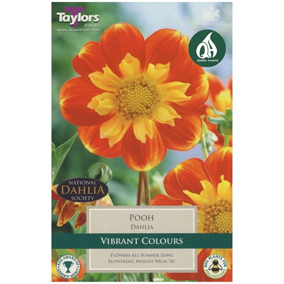 Taylors Bulbs Dahlia Pooh (Single Pack) (TS488)