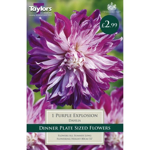 Taylors Bulbs Dahlia Purple Explosion (Single Pack) (TS398)