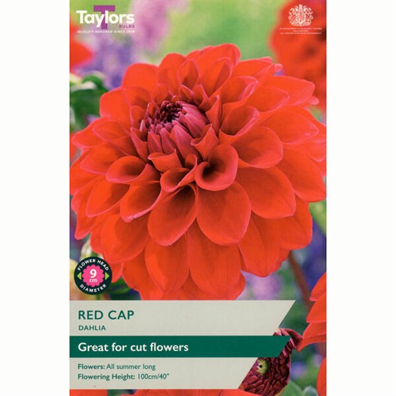 Taylors Bulbs Dahlia Red Cap (Single Pack) (TS352)