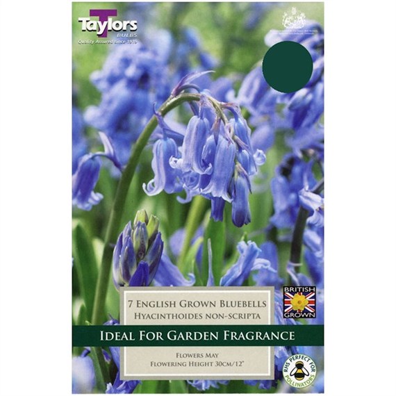Taylors Bulbs English Grown Bluebells (Hyacinthoides Non-Scripta) - Pack of 5 (TP775)