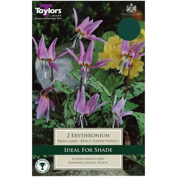 Taylors Bulbs Erythronium Dens-Canis - Pack of 2 (TP904)