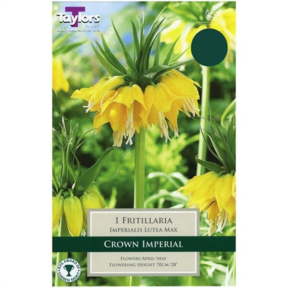 Taylors Bulbs Fritillaria Imperialis Lutea Max - Single (TP748)