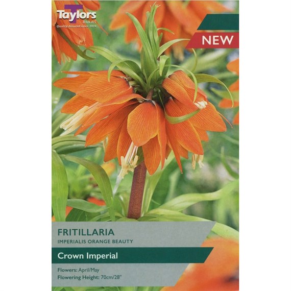 Taylors Bulbs Fritillaria Imperialis Orange Beauty - Pack of 1 (TP751)