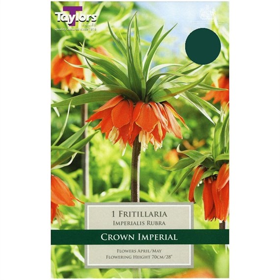 Taylors Bulbs Fritillaria Imperialis Rubra - Single (TP749)