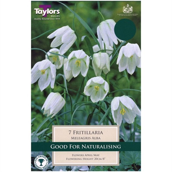 Taylors Bulbs Fritillaria Meleagris Alba - Pack of 7 (TP753)