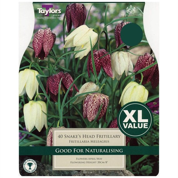 Taylors Bulbs Fritillaria Meleagris - Pack of 25 - XL Value Range (XL752)