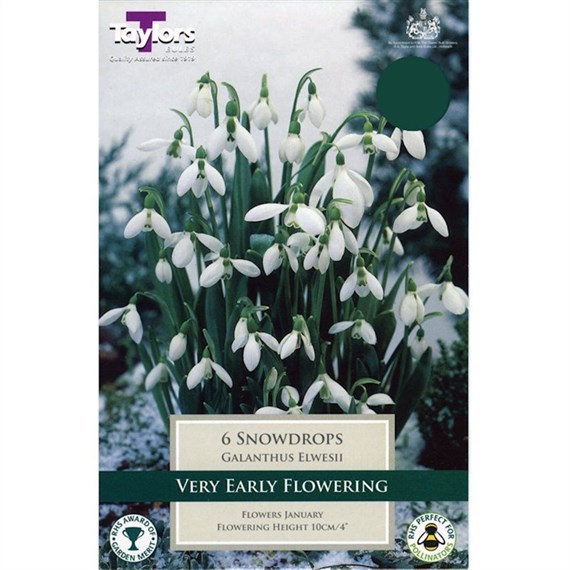 Taylors Bulbs Galanthus Snowdrops Elwesii - Pack of 7 (TP765)
