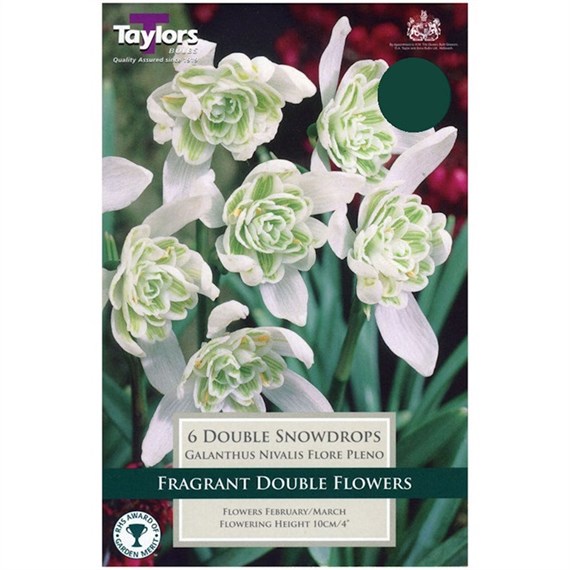 Taylors Bulbs Galanthus Snowdrops Nivalis Flore Pleno - Pack of 6 (TP763)