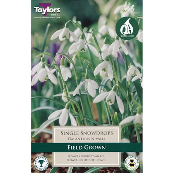 Taylors Bulbs Galanthus Nivalis - Pack of 9 (TP760)