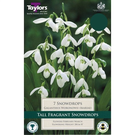 Taylors Bulbs Galanthus Snowdrops Woronowii - Pack of 10 (TP762)