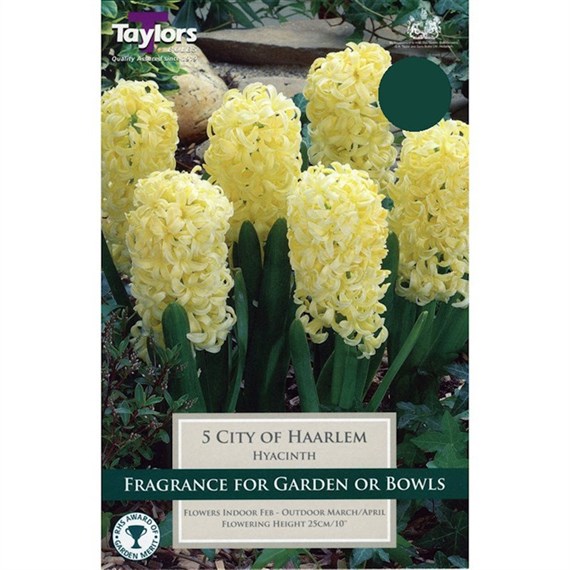 Taylors Bulbs Garden Hyacinth City of Haarlem - Pack of 5 (TP621)