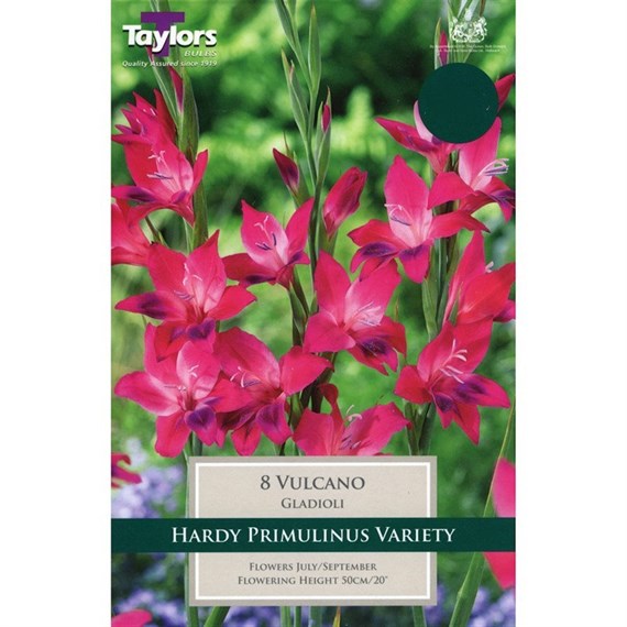Taylors Bulbs Gladioli Nanus Vulcano (7 Pack) (TS168)