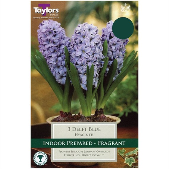 Taylors Bulbs Indoor Prepared Hyacinth Delft Blue - Pack of 3 (TP604)