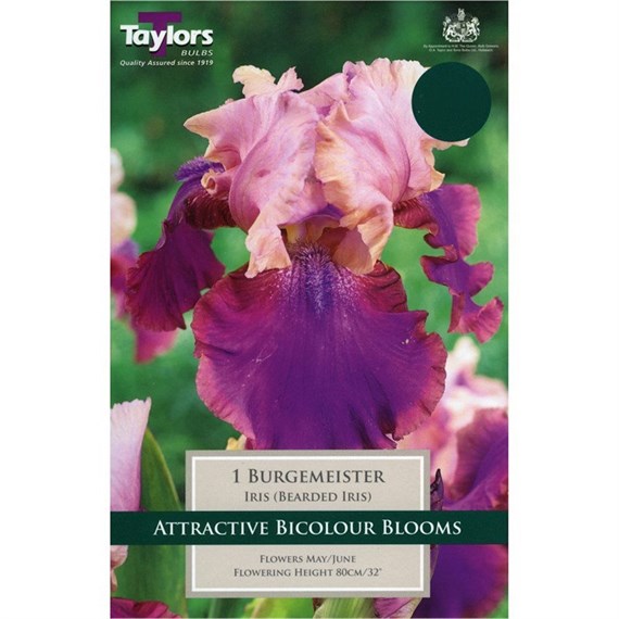 Taylors Bulbs Iris Burgemeister (Single Pack) (TS853)