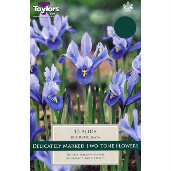 Taylors Bulbs Iris Dwarf Alida - Pack of 12 (TP928)