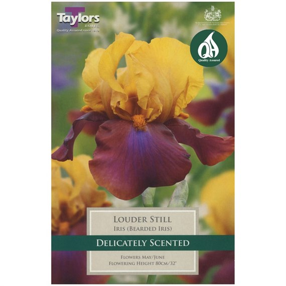 Taylors Bulbs Iris Louder Still (Single Pack) (TS871)