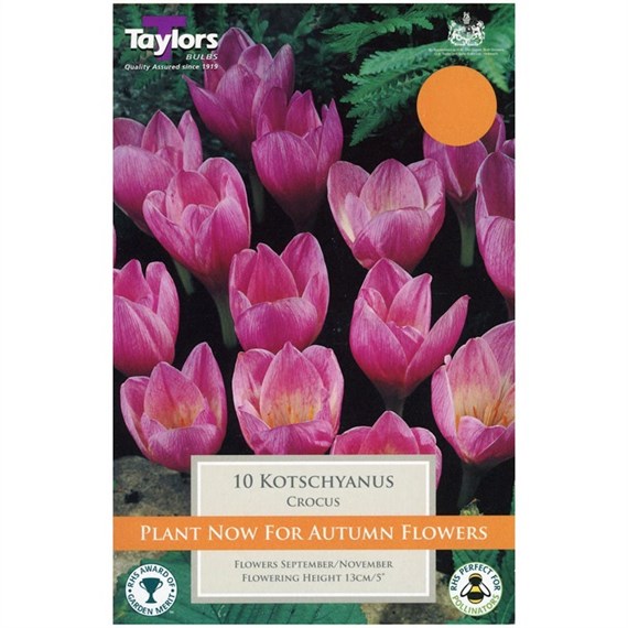 Taylors Bulbs Kotschyanus - Pack of 10 (TP682)