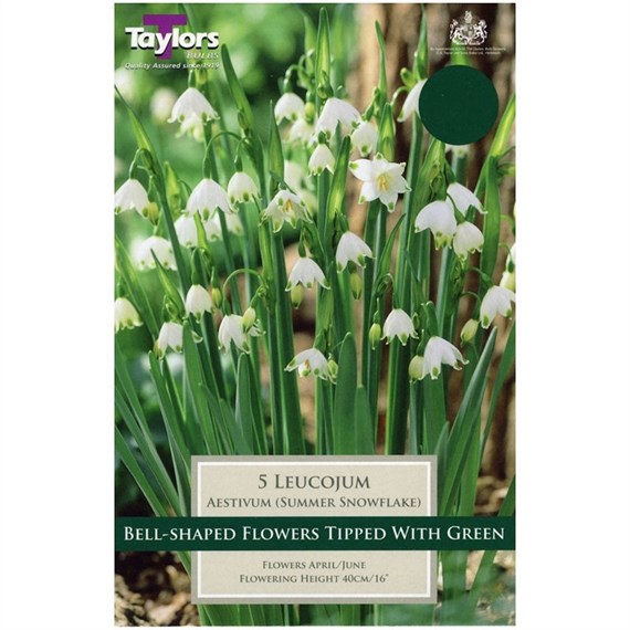 Taylors Bulbs Leucojum Aestivum - Pack of 6 (TP795)