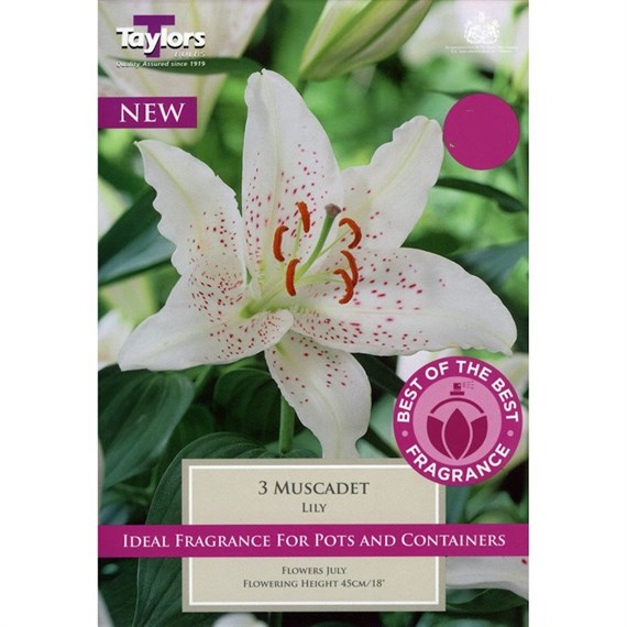 Taylors Bulbs Lily Muscadet (3 Pack) (SBOB02)