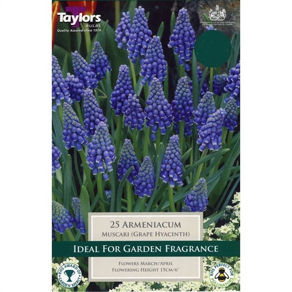 Taylors Bulbs Muscari Armeniacum - Pack of 25 (TP798)