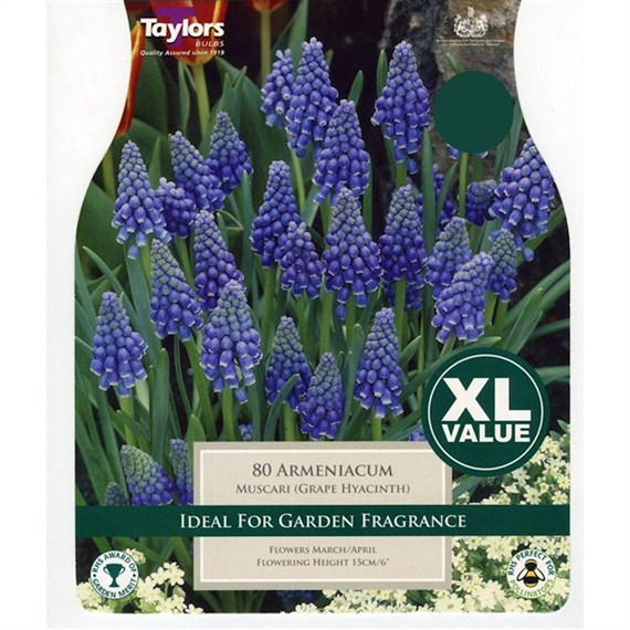 Taylors Bulbs Muscari Armeniacum - Pack of 75 - XL Value Range (XL798)