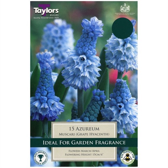 Taylors Bulbs Muscari Azureum - Pack of 18 (TP906)