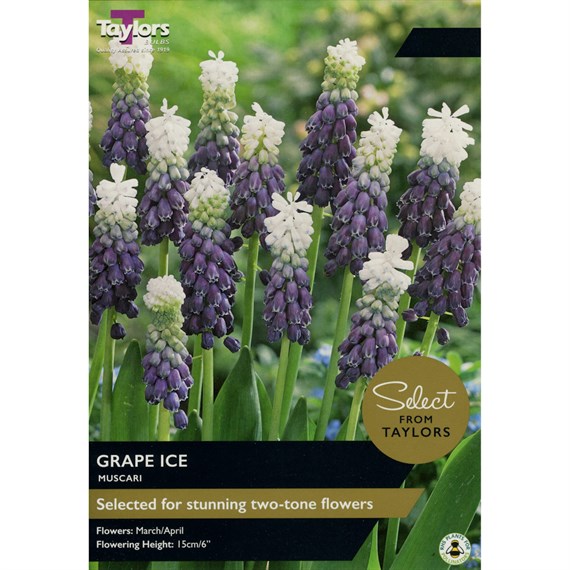 Taylors Bulbs Muscari Grape - Pack of 10 (SE807)
