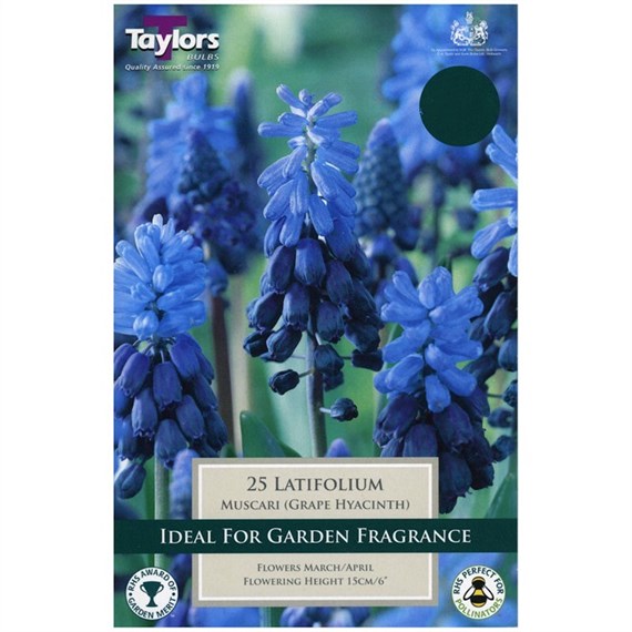 Taylors Bulbs Muscari Latifolium - Pack of 20 (TP803)