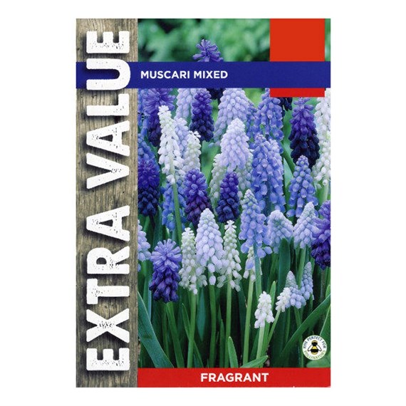 Taylors Bulbs Muscari Mixed - Pack of 40 (EV138)