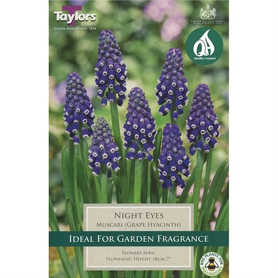 Taylors Bulbs Muscari Night Eyes - Pack of 18 (TP808)