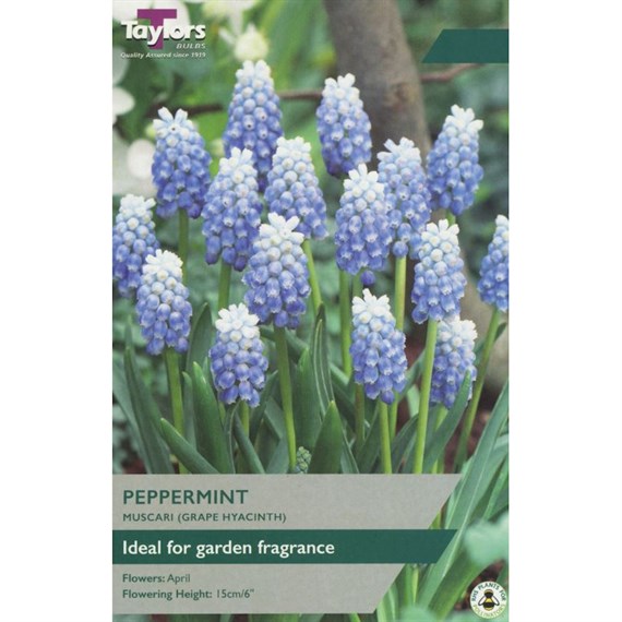Taylors Bulbs Muscari Peppermint - Pack of 15 (TP840)
