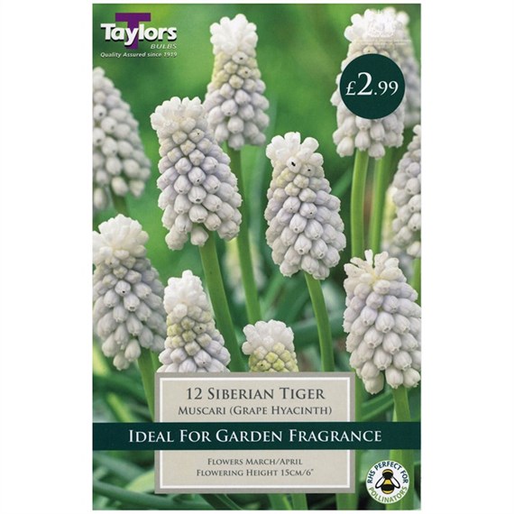 Taylors Bulbs Muscari Siberian Tiger - Pack of 15 (TP826)