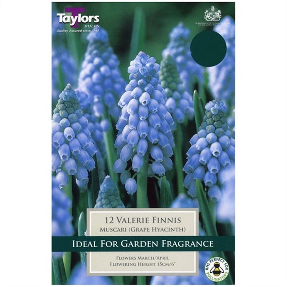 Taylors Bulbs Muscari Valerie Finnis - Pack of 18 (TP907)