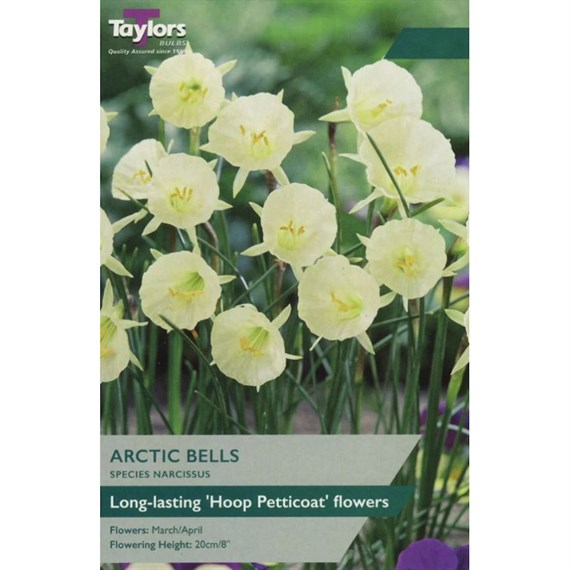 Taylors Bulbs Narcissus Arctic Bells - Pack of 7 (TP279)