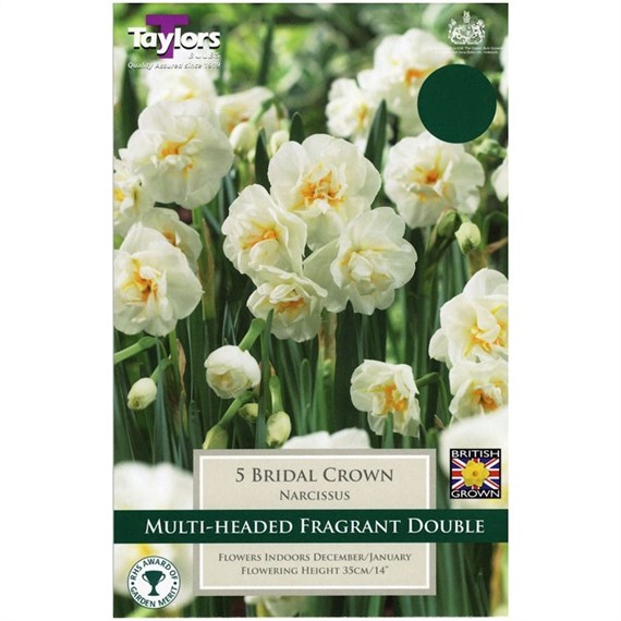 Taylors Bulbs Narcissi Bridal Crown - Pack of 5 (TP171)