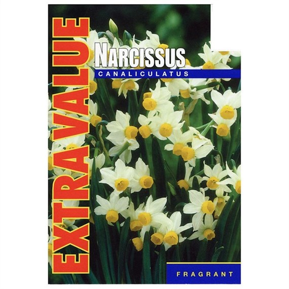 Taylors Bulbs Narcissi Canaliculatus - Pack of 25 - Extra Value Range (EV207)