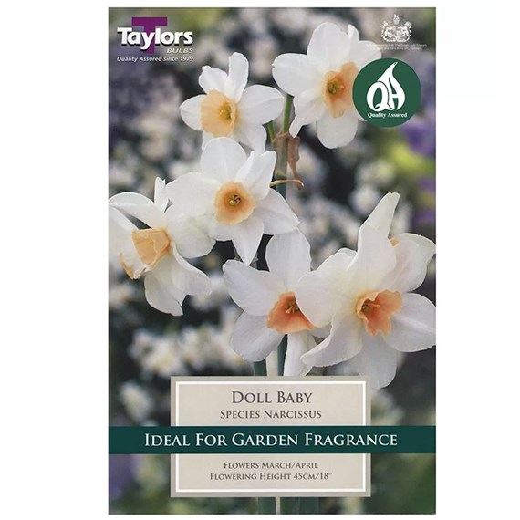 Taylors Bulbs Narcissus Doll Baby - Pack of 6 (TP208)