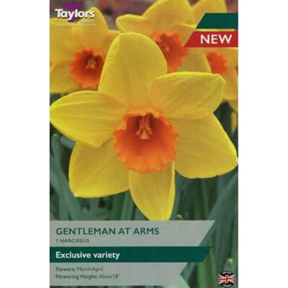 Taylors Bulbs Narcissus Gentleman at Arms - Pack of 7 (TP109)