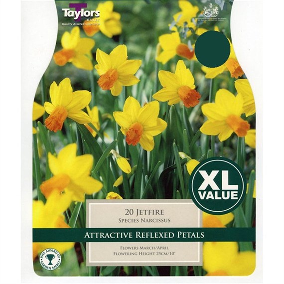 Taylors Bulbs Narcissi Jetfire - Pack of 20 (XL223)