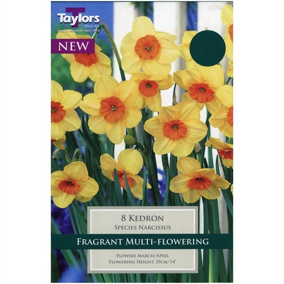 Taylors Bulbs Narcissi Kedron - Pack of 8 (TP222)