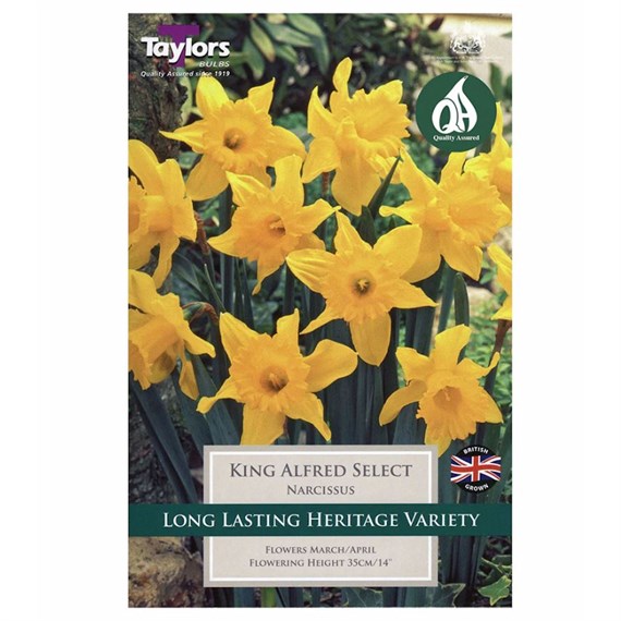Taylors Bulbs Narcissus King Alfred - Pack of 7 (TP103)