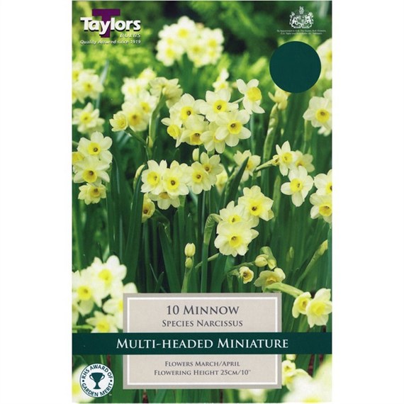Taylors Bulbs Narcissi Minnow - Pack of 10 (TP239)