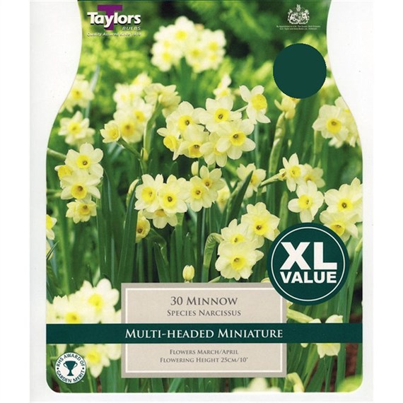 Taylors Bulbs Narcissi Minnow - Pack of 30 - XL Value Range (XL239)