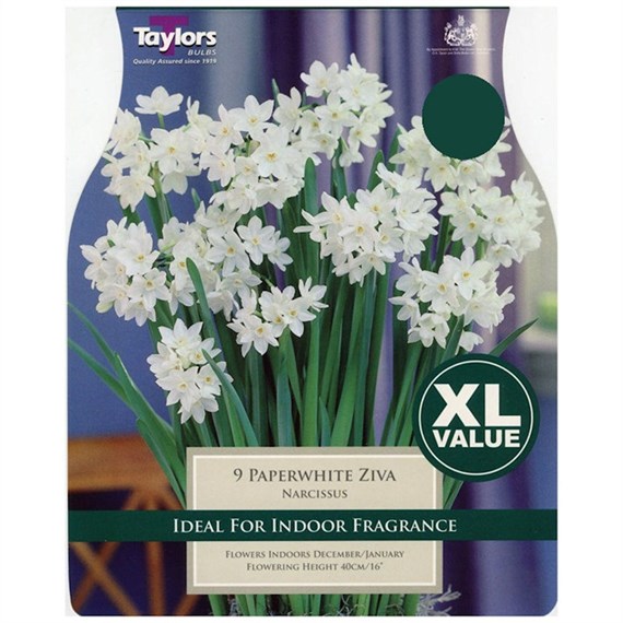 Taylors Bulbs Narcissi Paperwhite Ziva - Pack of 7 - XL Value Range (XL183)