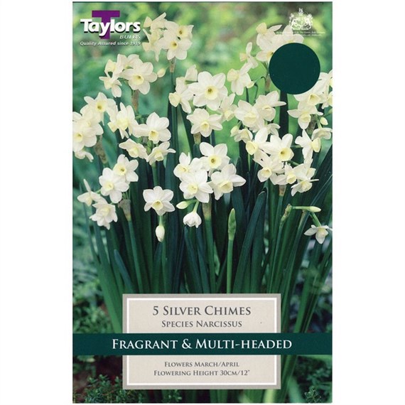 Taylors Bulbs Narcissi Silver Chimes - Pack of 5 (TP253)