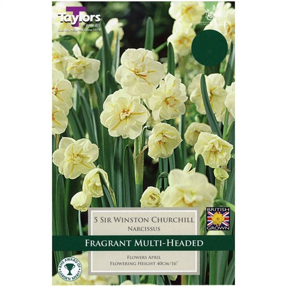 Taylors Bulbs Narcissi Sir Winston Churchill - Pack of 6 (TP133)