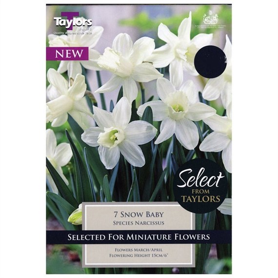 Taylors Bulbs Narcissi Snow Baby - Pack of 9 (SE2281)